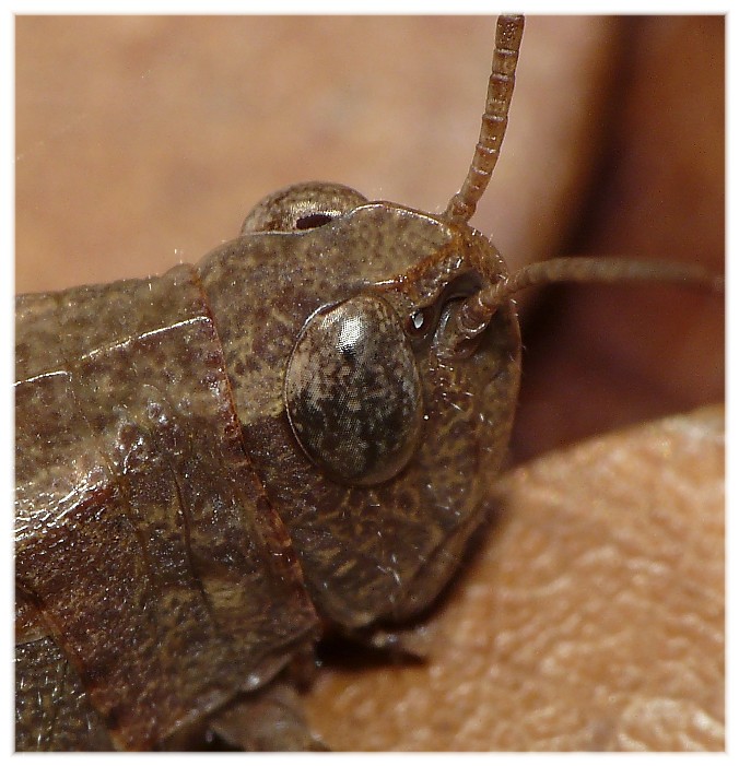 Ma che occhi grandi che hai............(due)